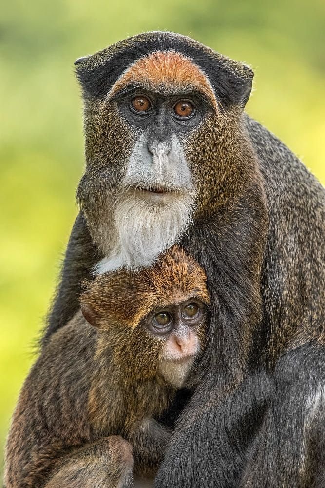 De Brazza's Monkey in Tanzania